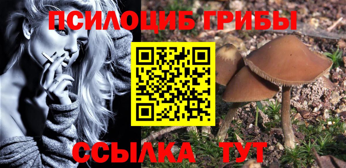 Псилоцибиновые грибы Psilocybine cubensis Тобольск